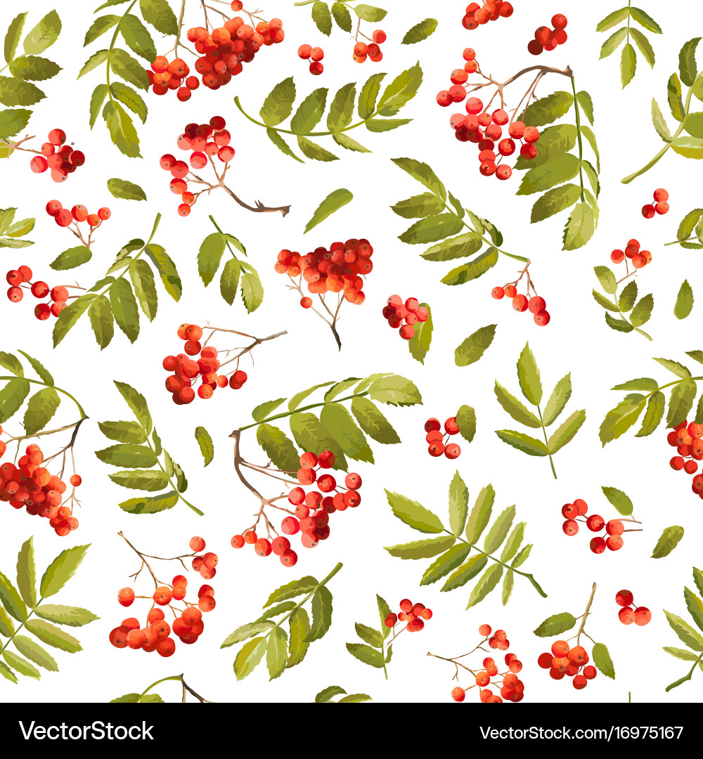 Rowan Berry Autumn Seamless Pattern Vector Image