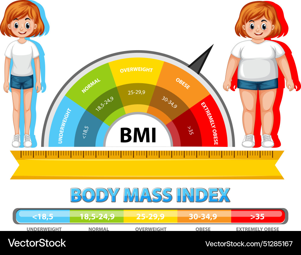 Visual representation of bmi categories and ranges Visual representation of bmi categories and ranges vector image