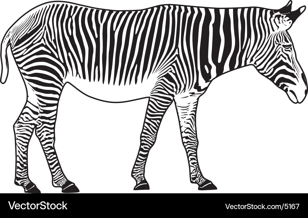 Zebra Silhouette Vector Image