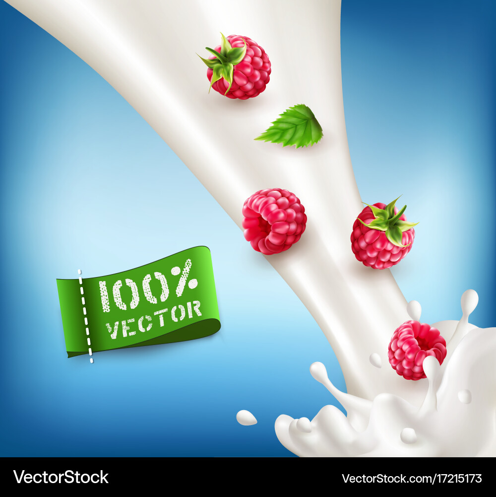 Ripe red raspberry falling into the milk Vector Image