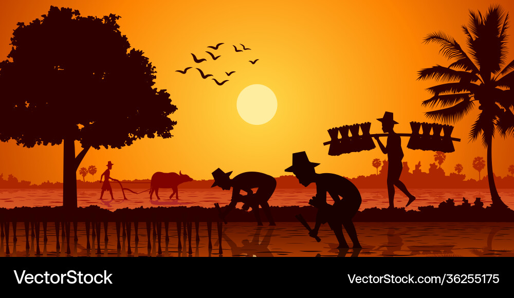 Country life asia farmer plant rice while Country life asia farmer plant rice while vector image