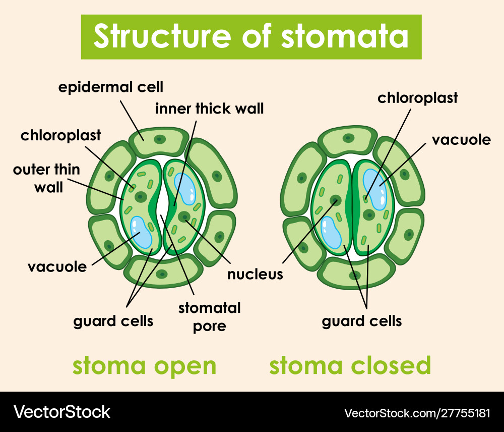 Diagram showing structure stomata Diagram showing structure stomata vector image