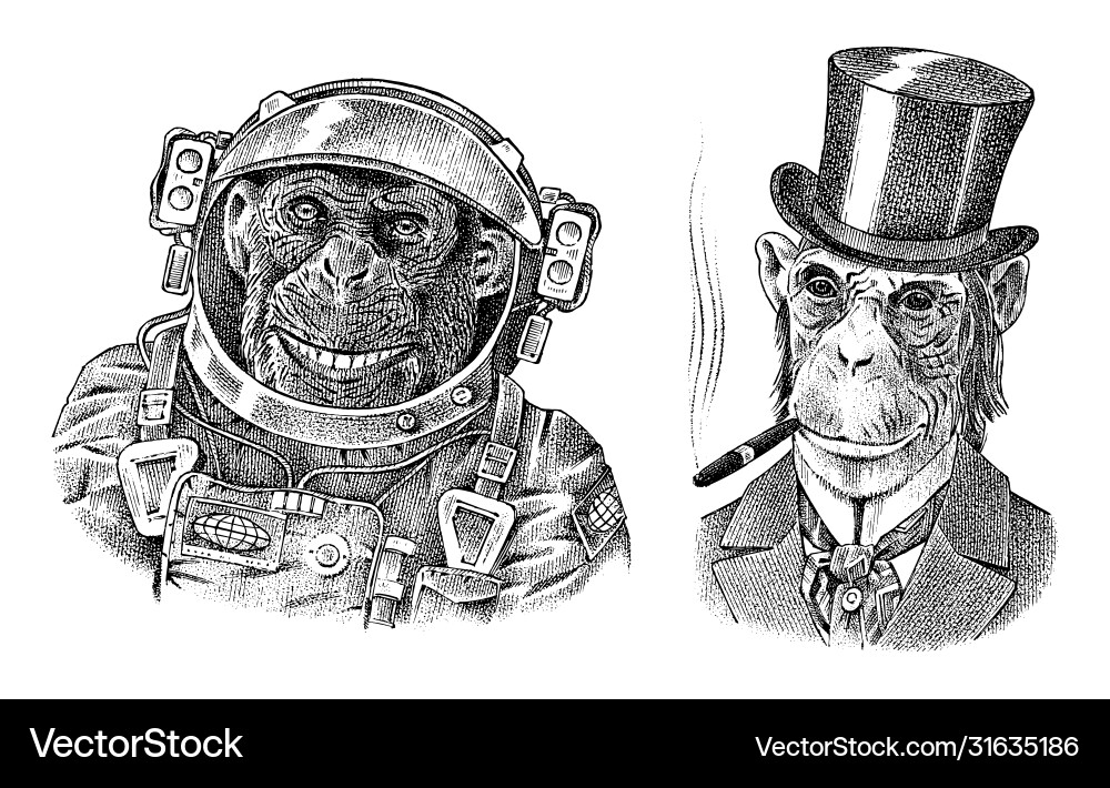 Monkey astronaut and gentleman with a cigar