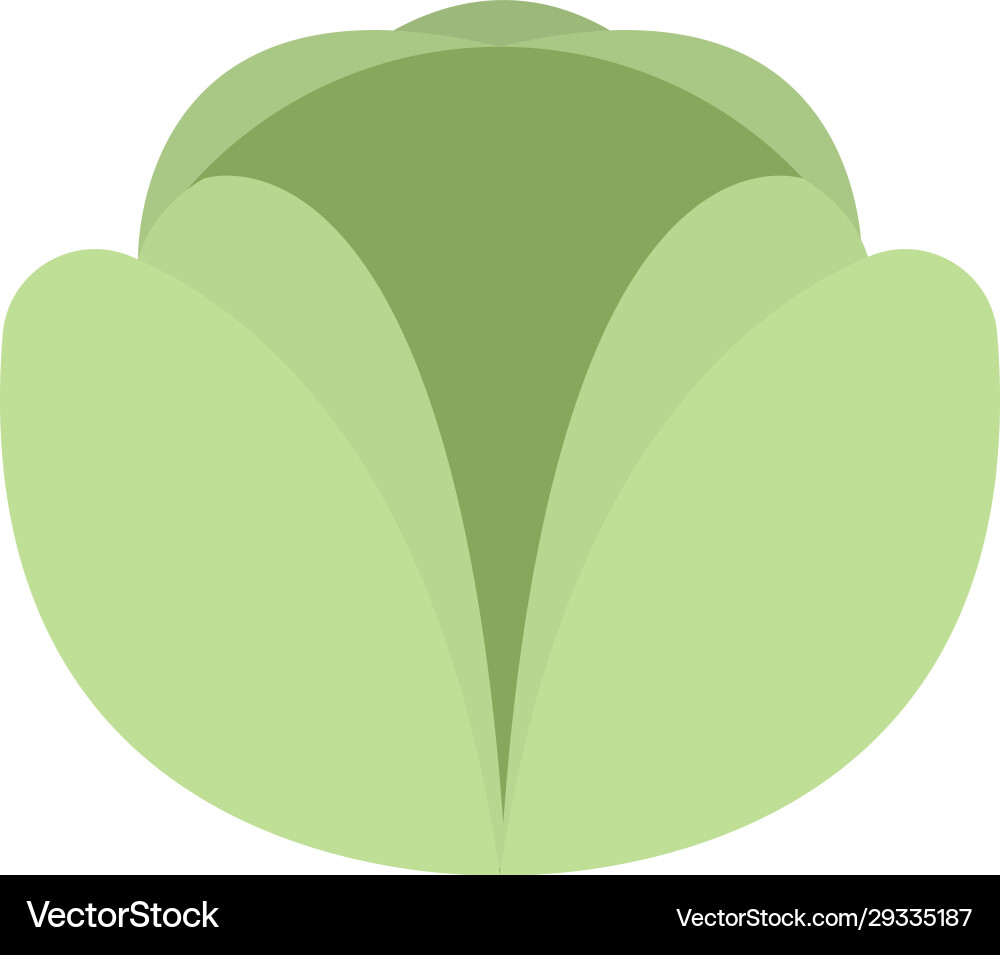 Flat a cabbage Royalty Free Vector Image - VectorStock