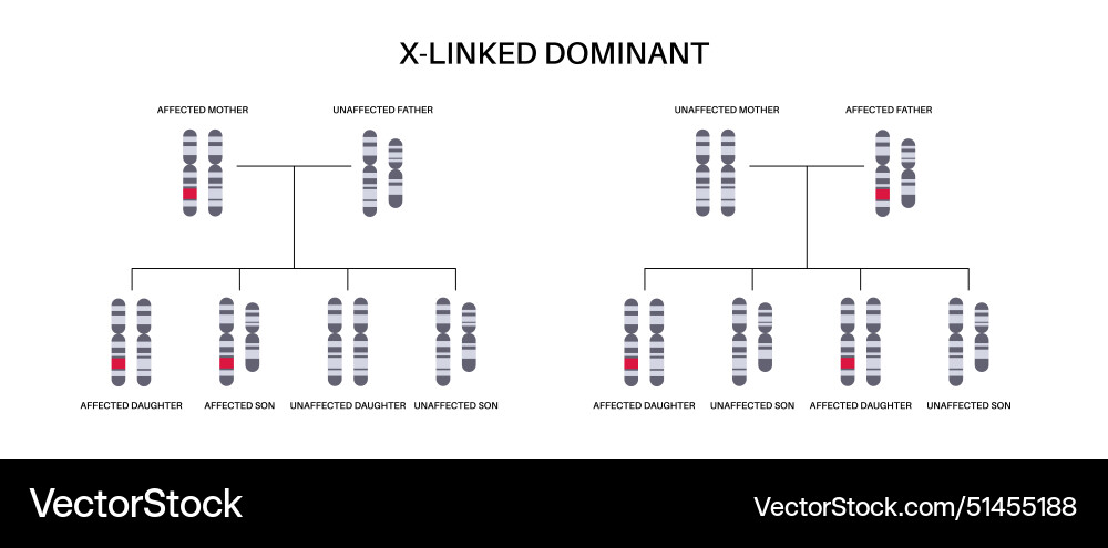 Dominant inheritance pattern Dominant inheritance pattern vector image