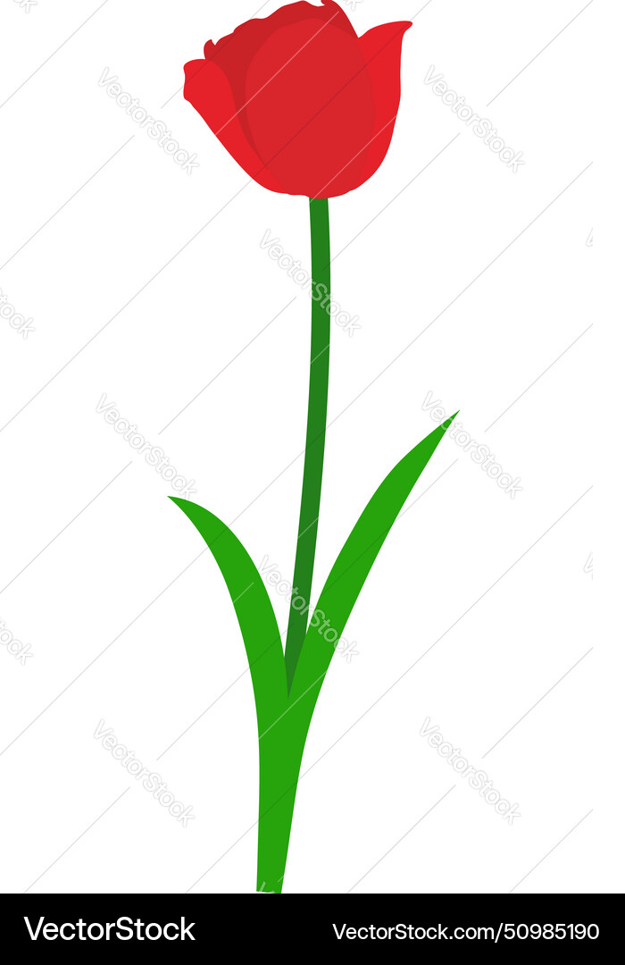 Spring tulip element Spring tulip element Vector Image