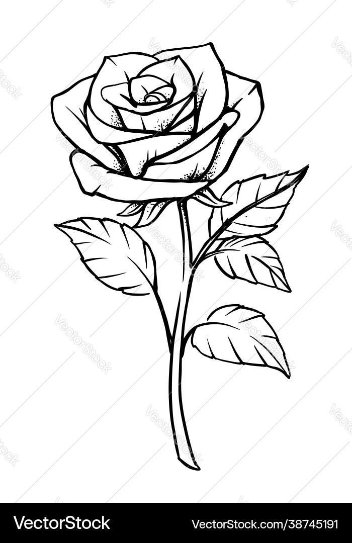 Rose isolated on white background