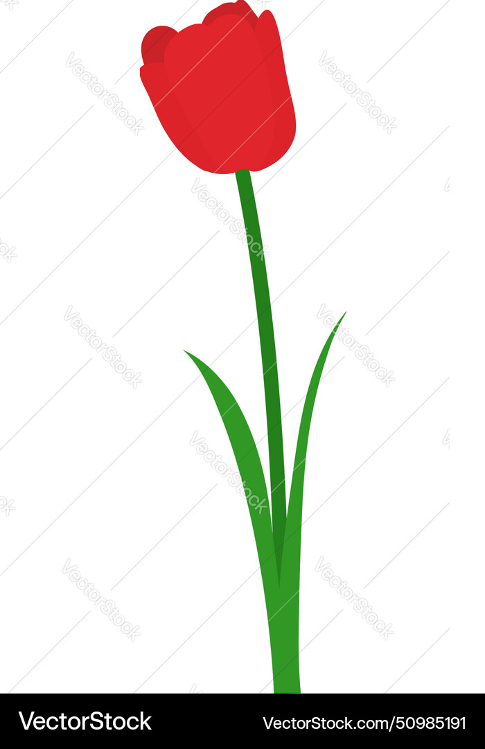 Spring tulip element vector image