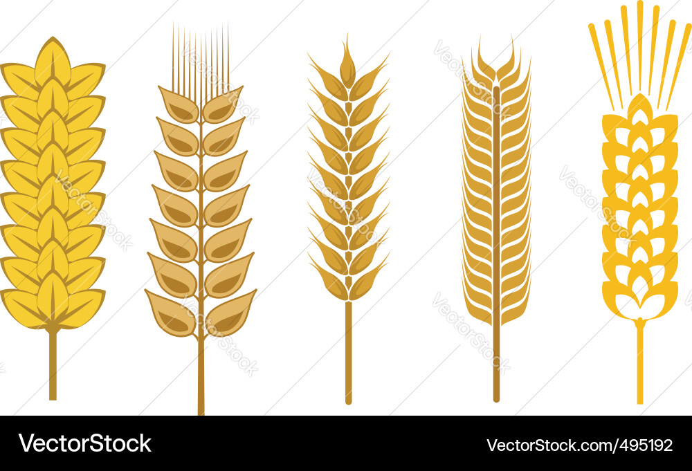 Cereal design elements Vector Image
