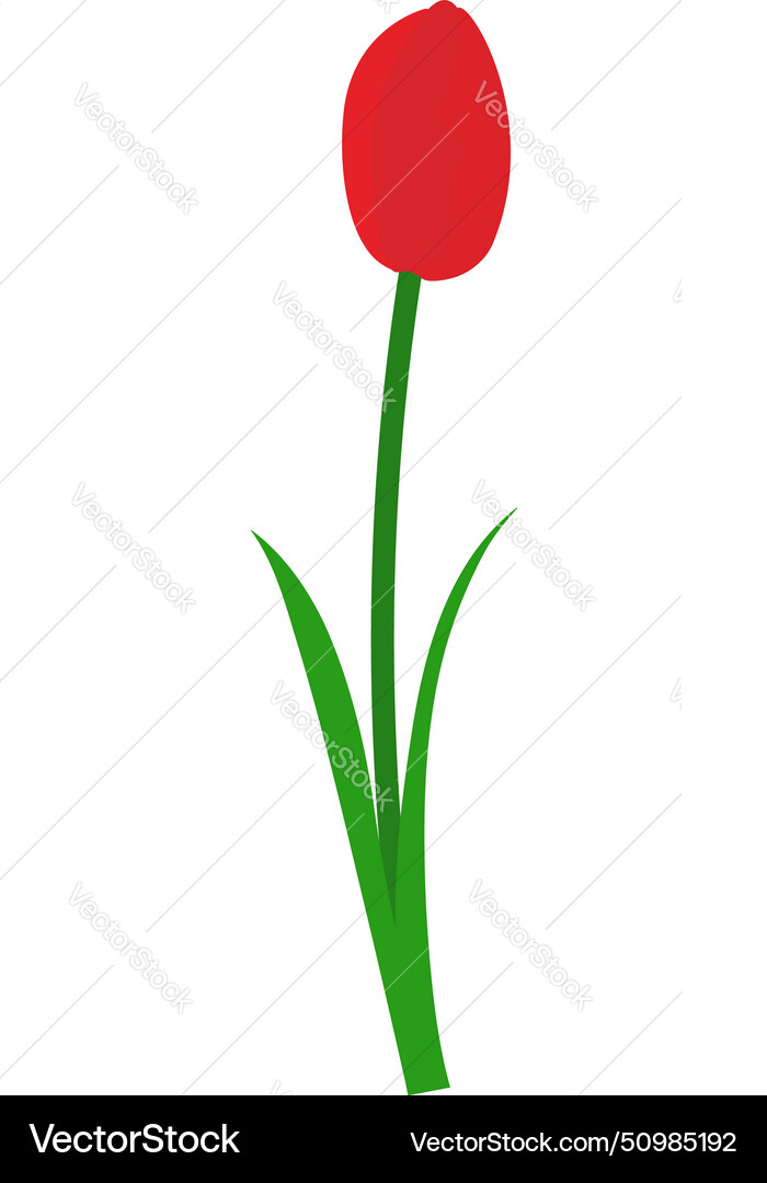 Spring tulip element Spring tulip element vector image