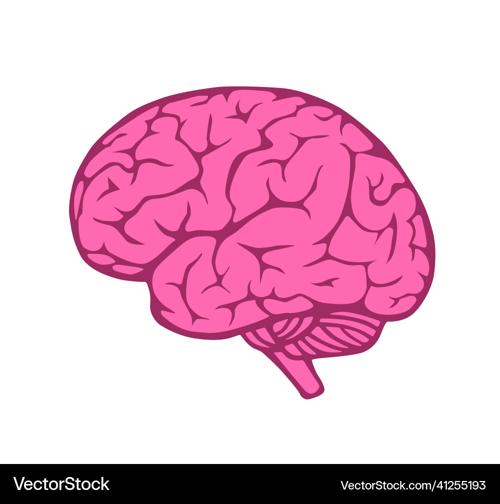 Human Gehirn Clipart Design Human Gehirn Clipart Design vektorbild
