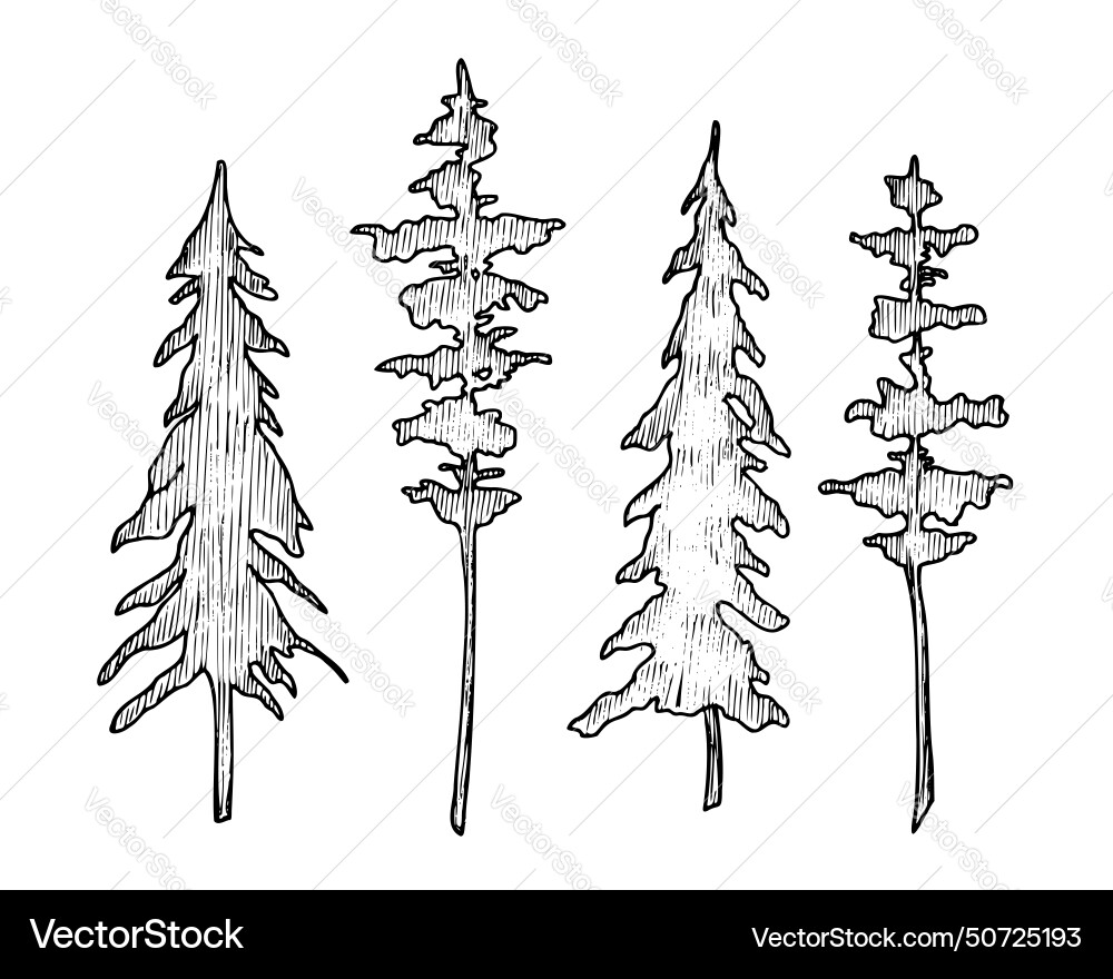 Set of coniferous trees Set of coniferous trees vector image