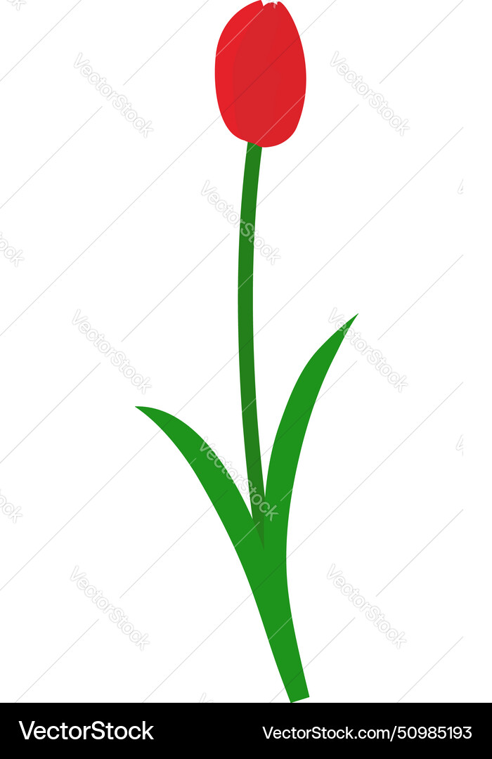 Spring tulip element Spring tulip element Vector Image