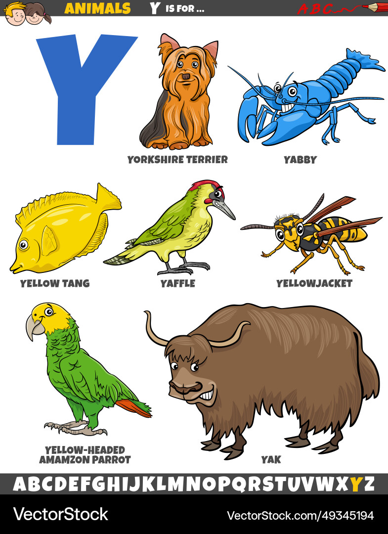 Cartoon animal characters for letter y Cartoon animal characters for letter y vector image