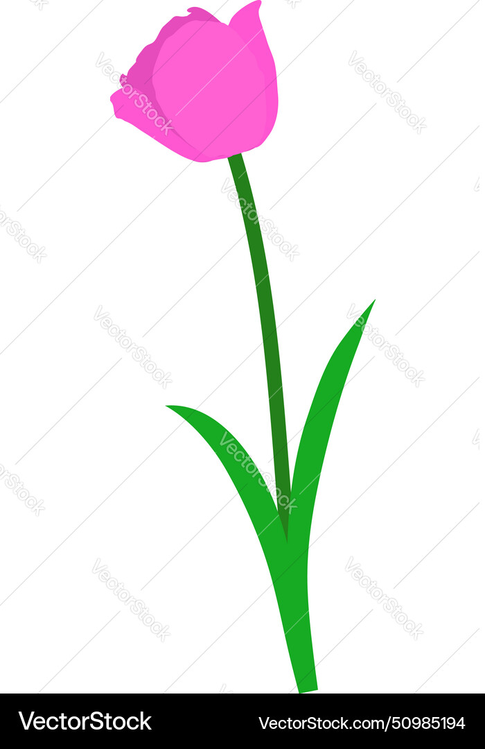 Spring tulip element Spring tulip element vector image