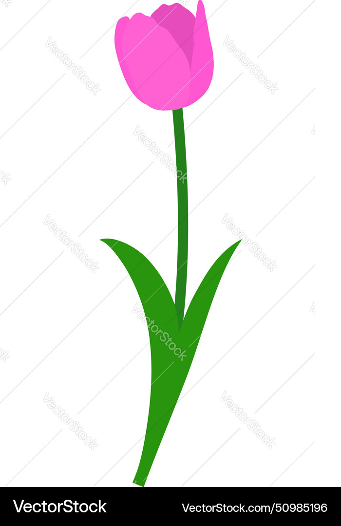 Spring tulip element Spring tulip element vector image