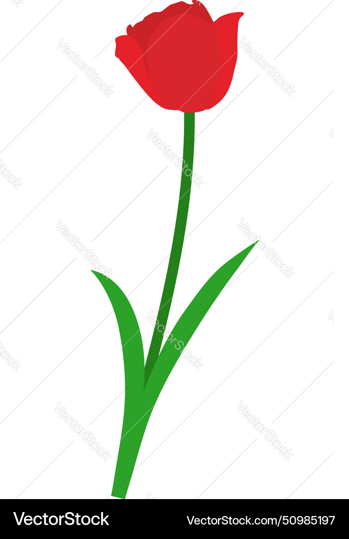 Spring tulip element vector image