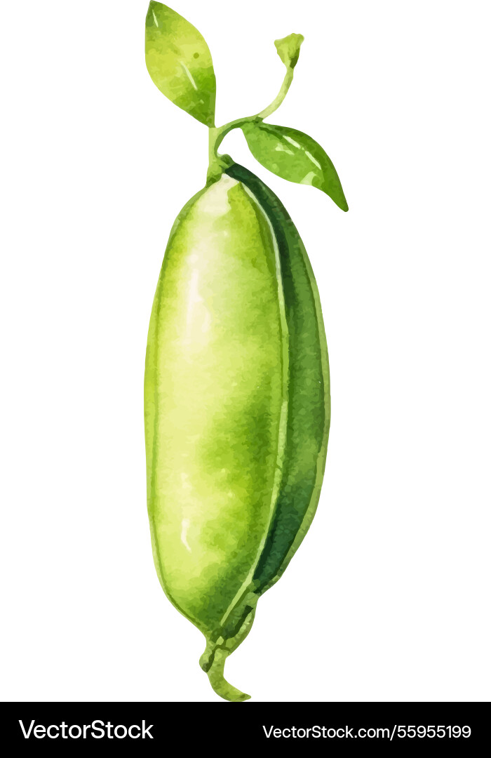 Aquarell bemalte Erbsen Hand gezogen frische Lebensmittel Aquarell bemalte Erbsen Hand gezogen frische Lebensmittel vektorbild