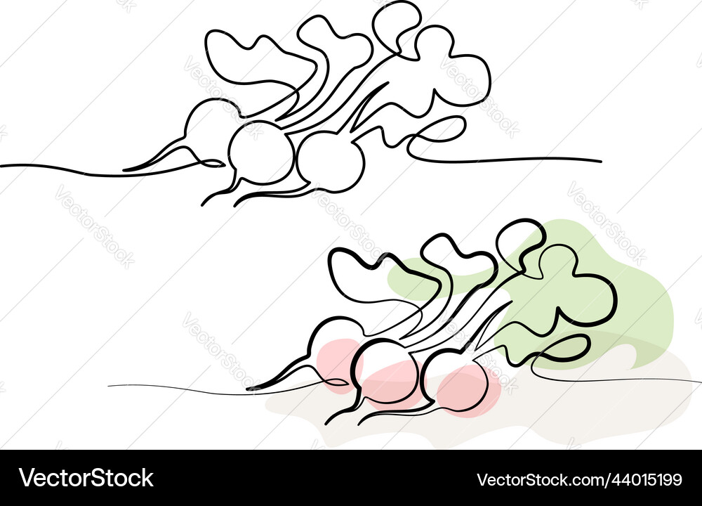 Red radish bundle bunch continuous one line Red radish bundle bunch continuous one line Vector Image