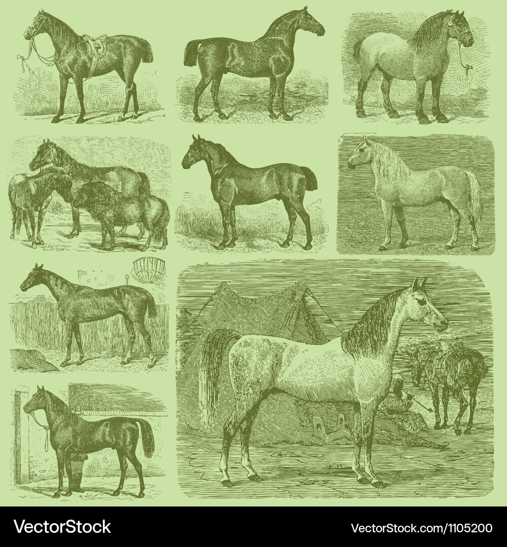 Vintage Engraved Horses Set Vector Image