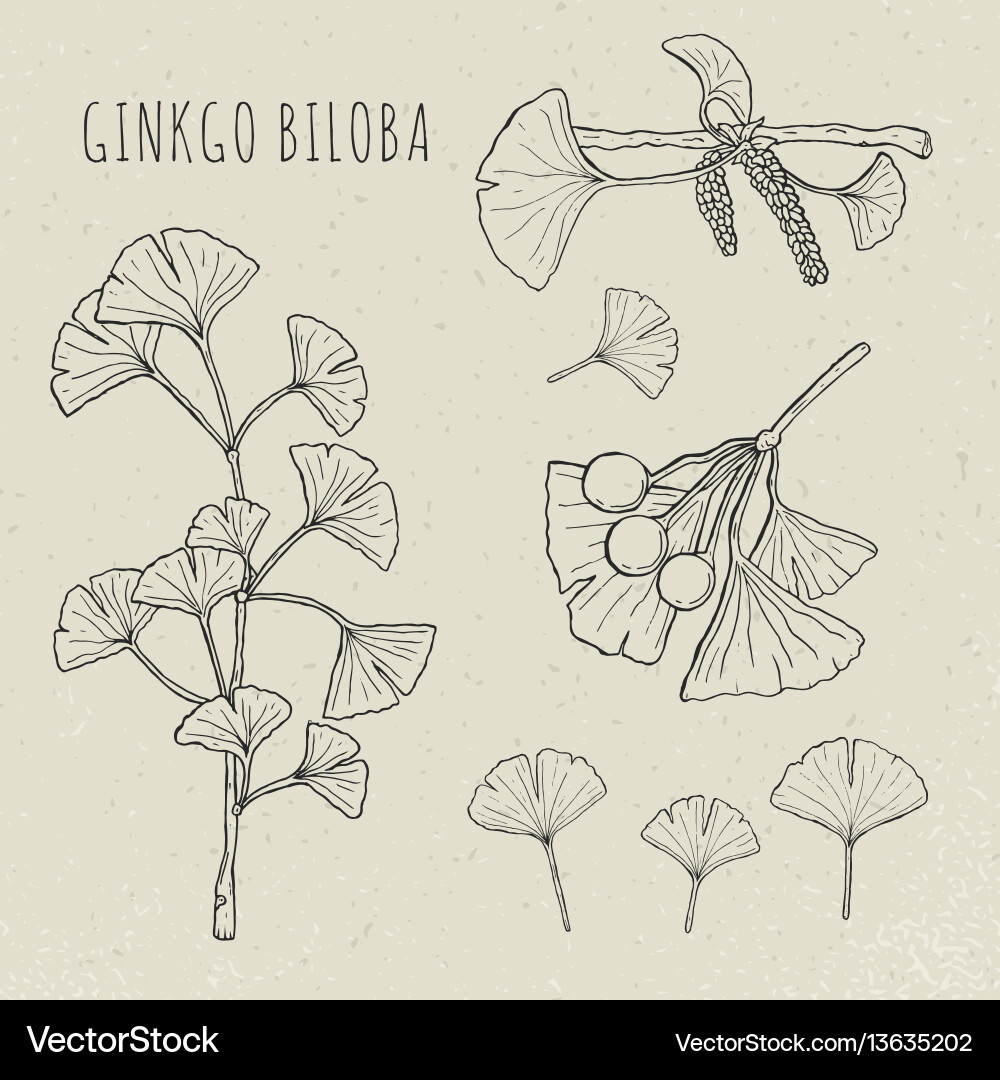 Ginkgo Biloba Branches \u0026 Leaves – Royalty-Free Vector | VectorStock, image size:1000x1080