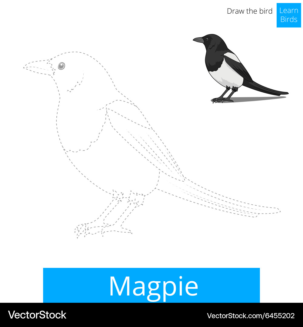 Magpie bird learn to draw vector image