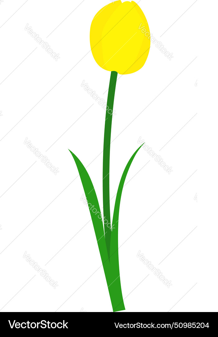 Spring tulip element Vector Image