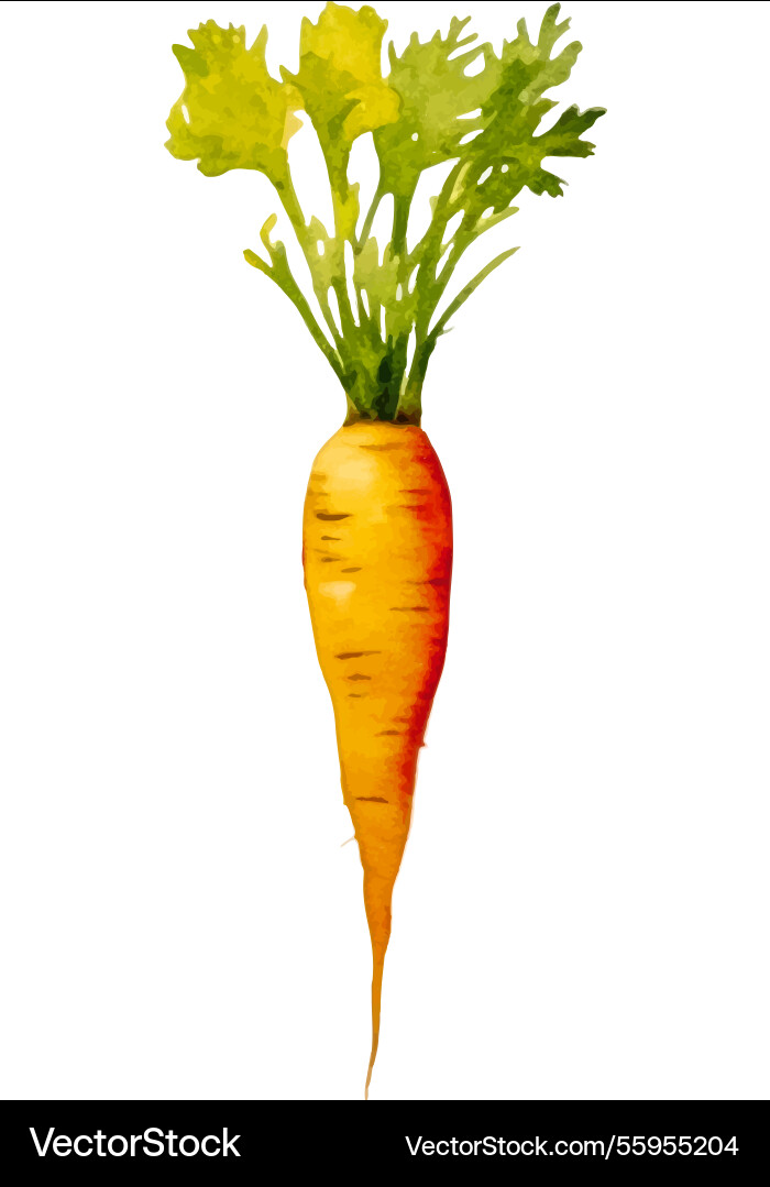 Watercolor painted carrot hand drawn fresh food Watercolor painted carrot hand drawn fresh food vector image
