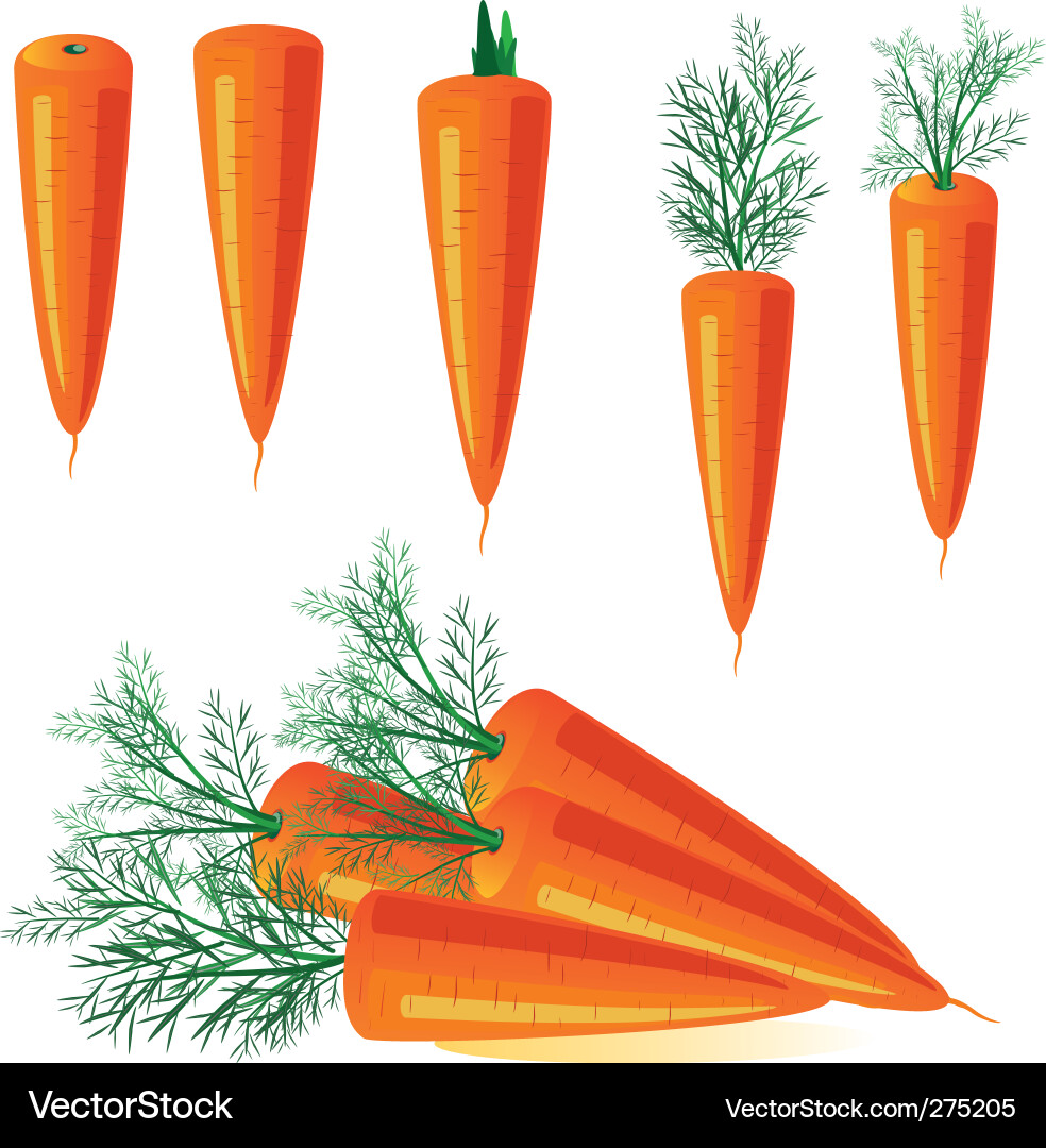Carrots Vector Image