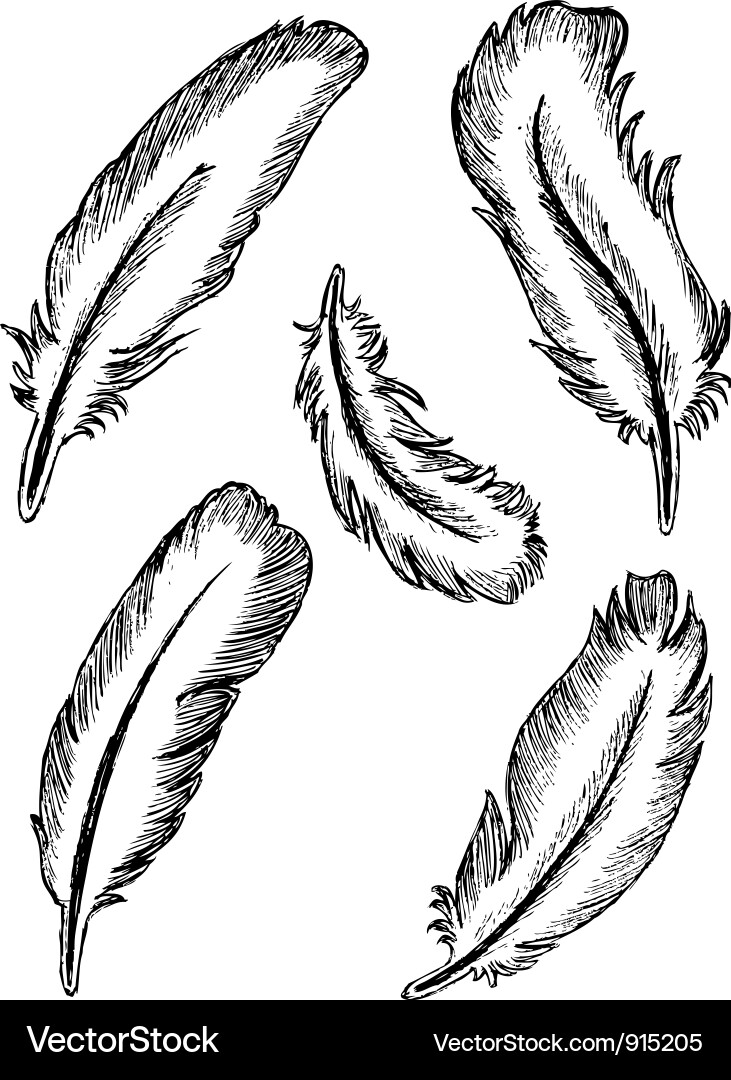 Feather set vector image