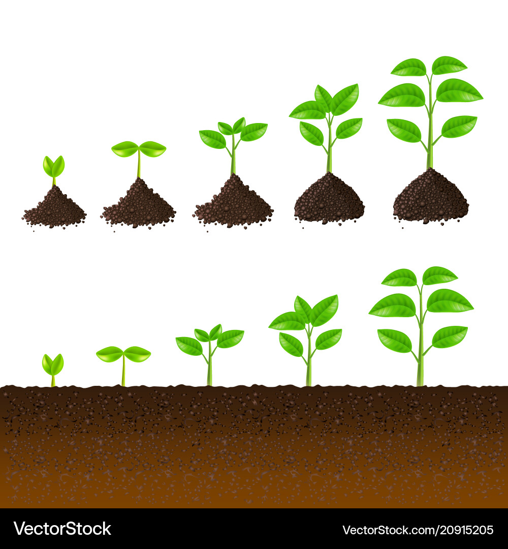 Growing plant steps set Growing plant steps set vector image
