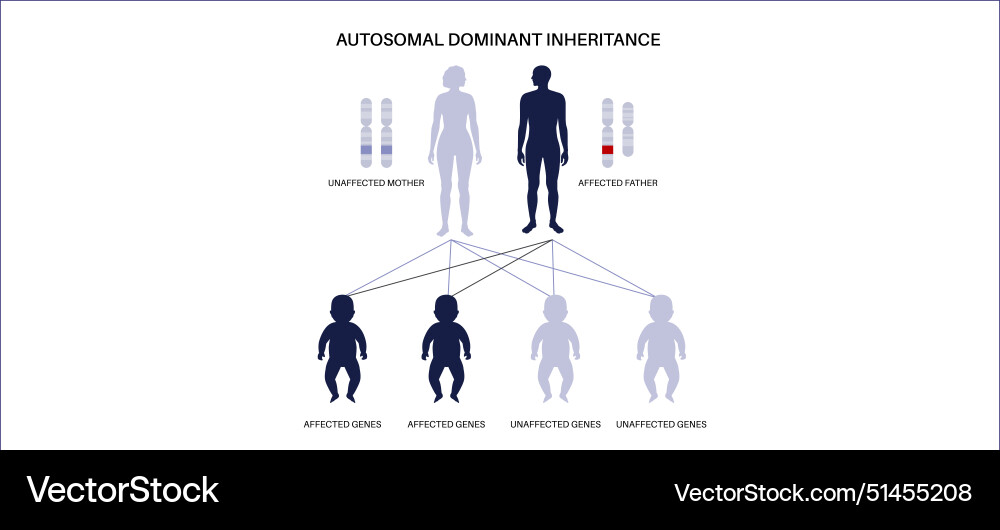 Dominant inheritance pattern Dominant inheritance pattern vector image