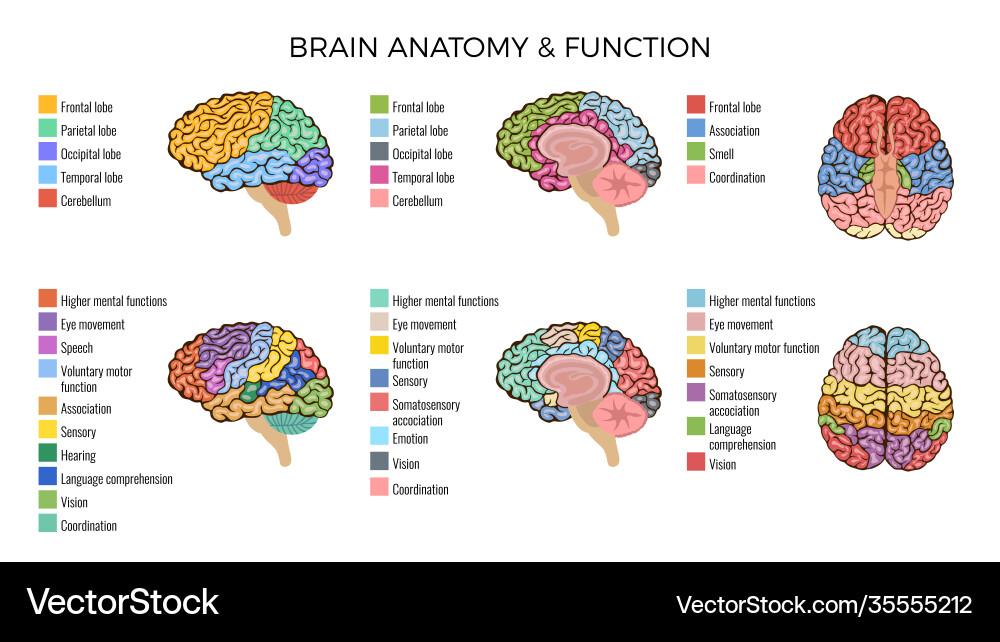 Brain Anatomie Funktionen Zusammensetzung Brain Anatomie Funktionen Zusammensetzung vektorbild