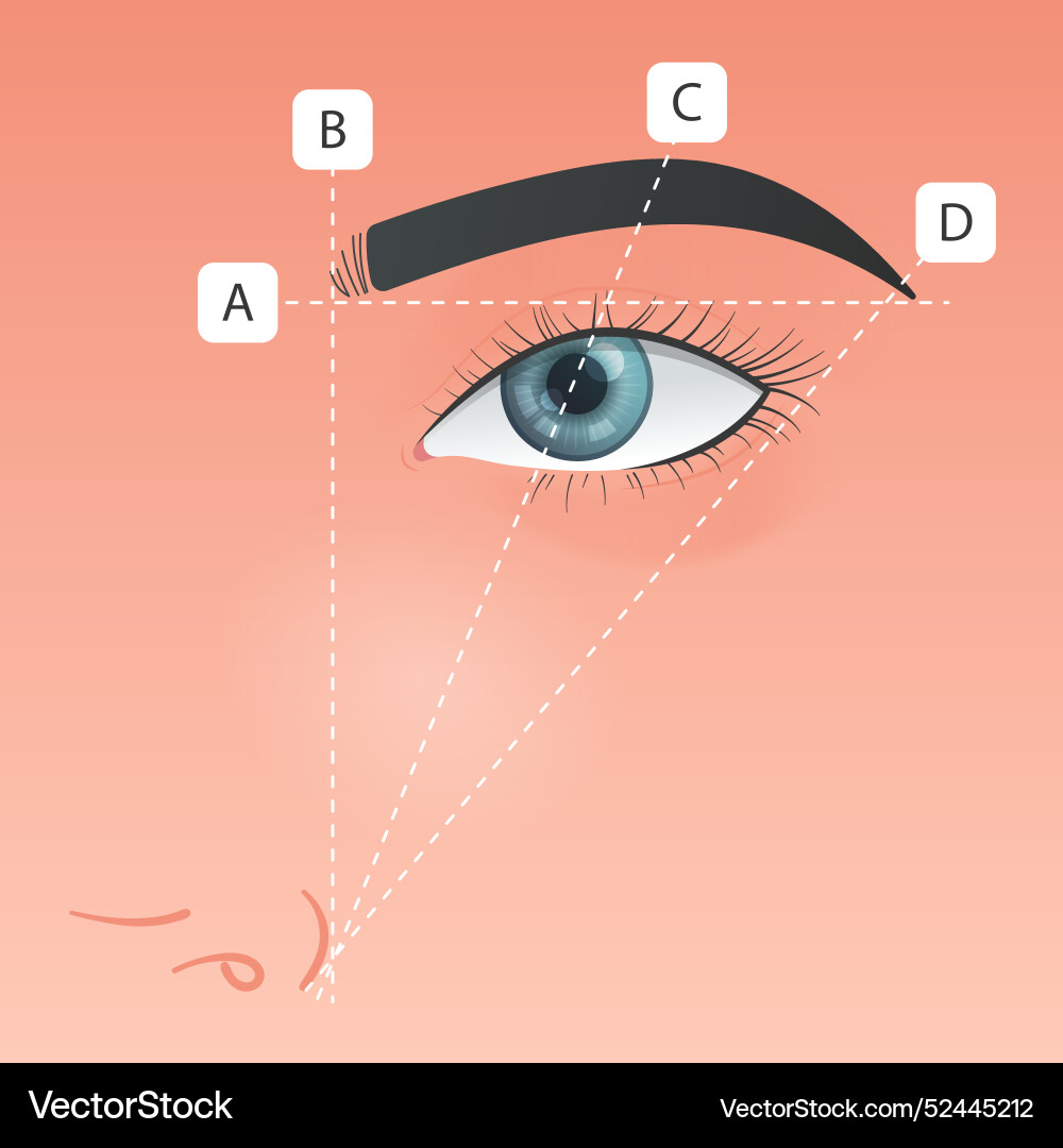 Gradient brow mapping Vector Image