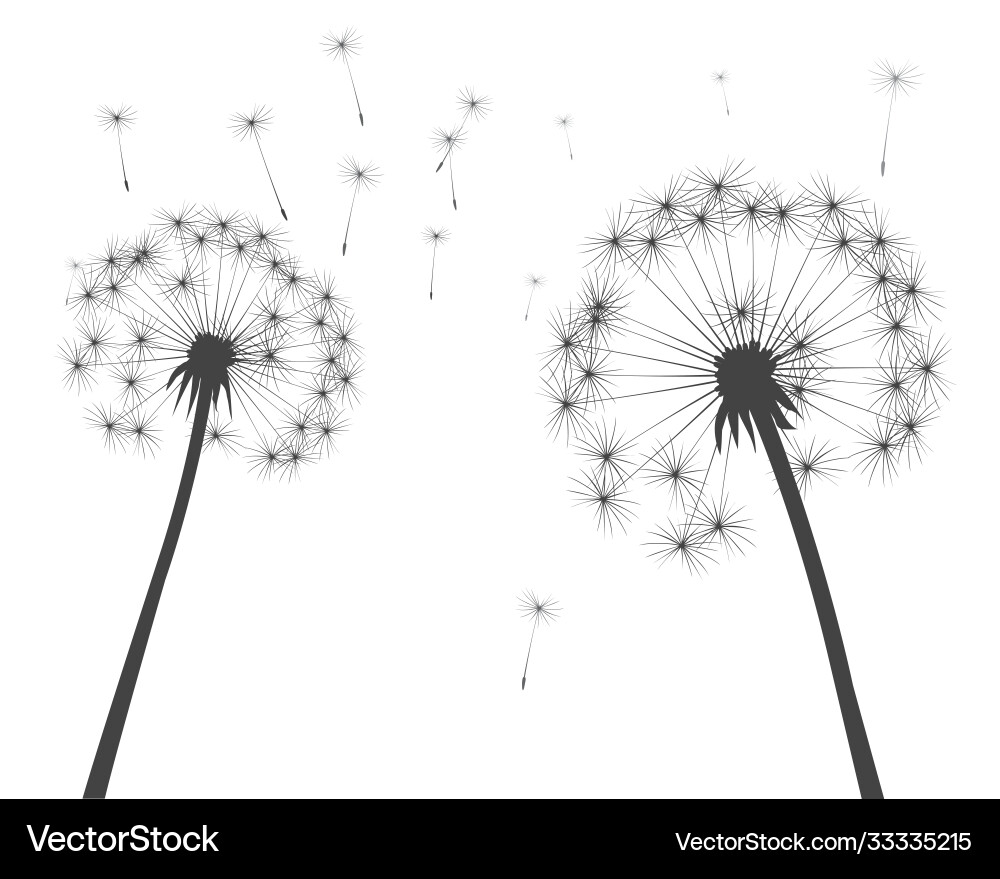 Shape dandelion outline Shape dandelion outline vector image