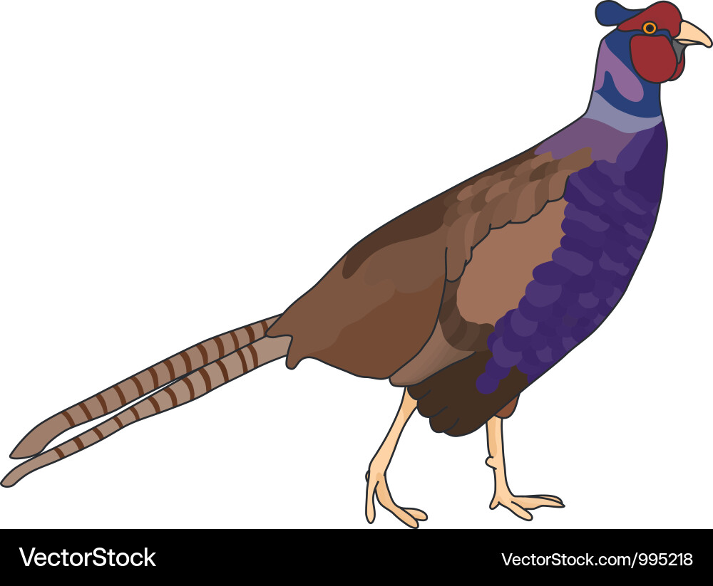 Isolated Pheasant Vector Image