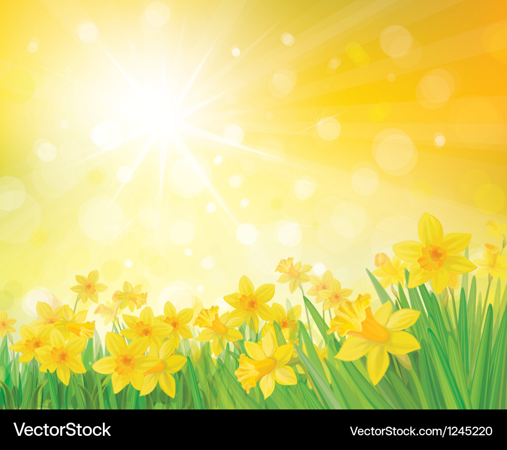Spring Daffodils on Yellow Background vector image