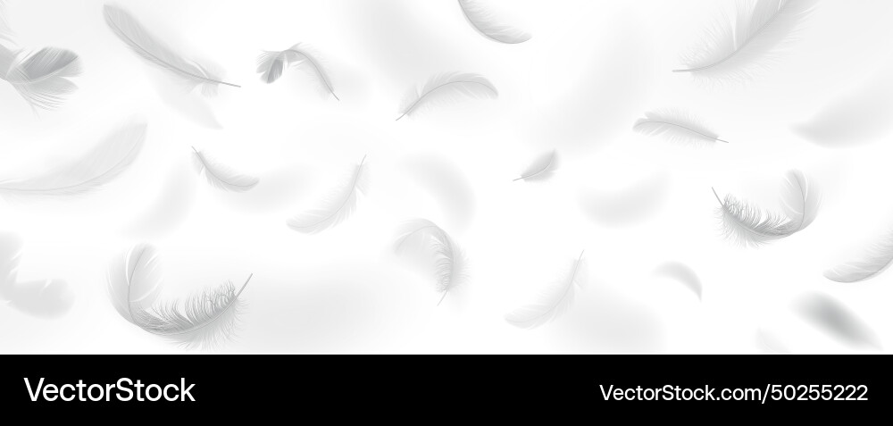 Floating Feather Pattern Vector Image