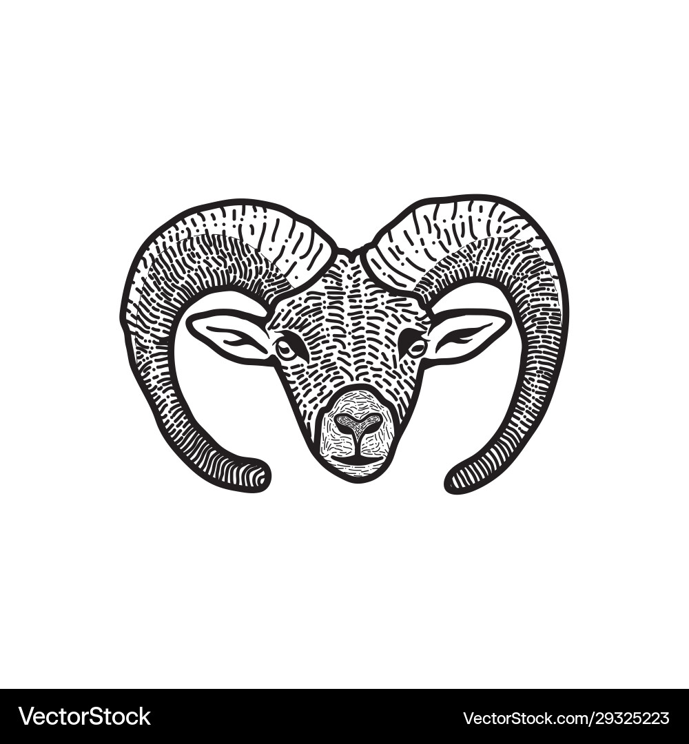 Head bighorn sheep ram logo design – Royalty-Free Vector | VectorStock, image size:1000x1080