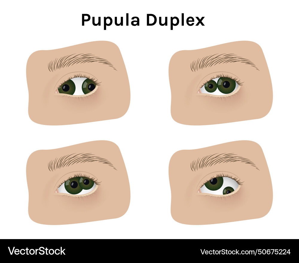 Realistic human eyes with pupula duplex Realistic human eyes with pupula duplex vector image