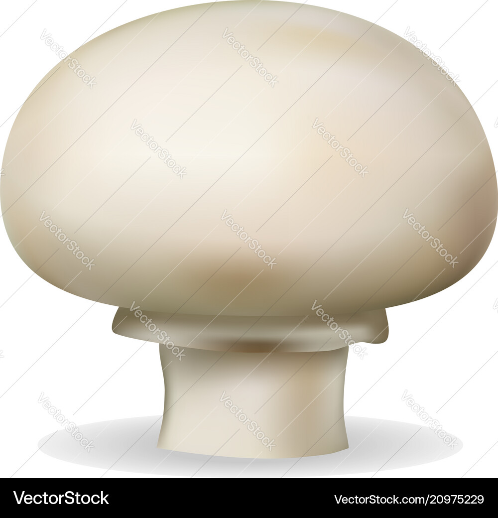 Champignon mushroom mockup realistic style Champignon mushroom mockup realistic style Vector Image
