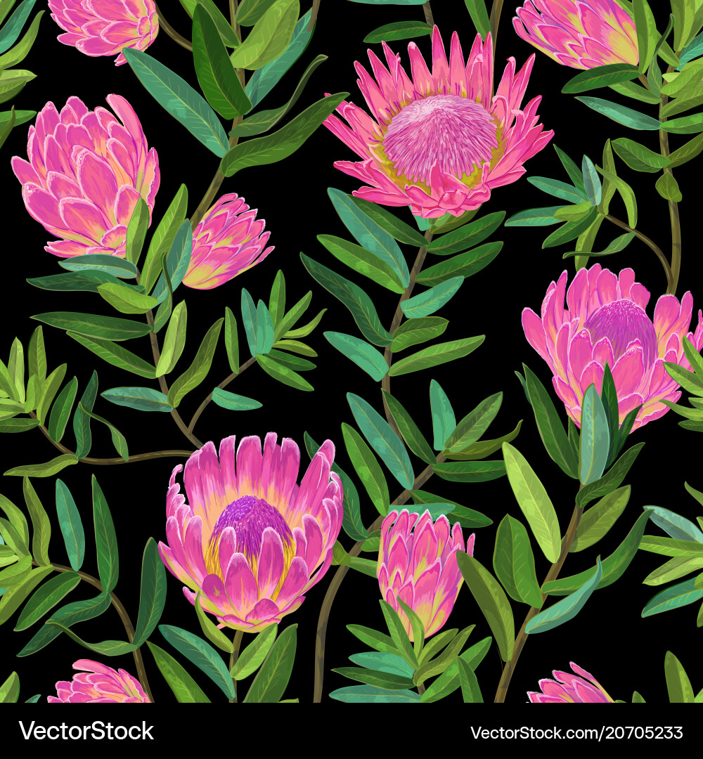 Plectra Floral Pattern - Protea Blooms Vector Image