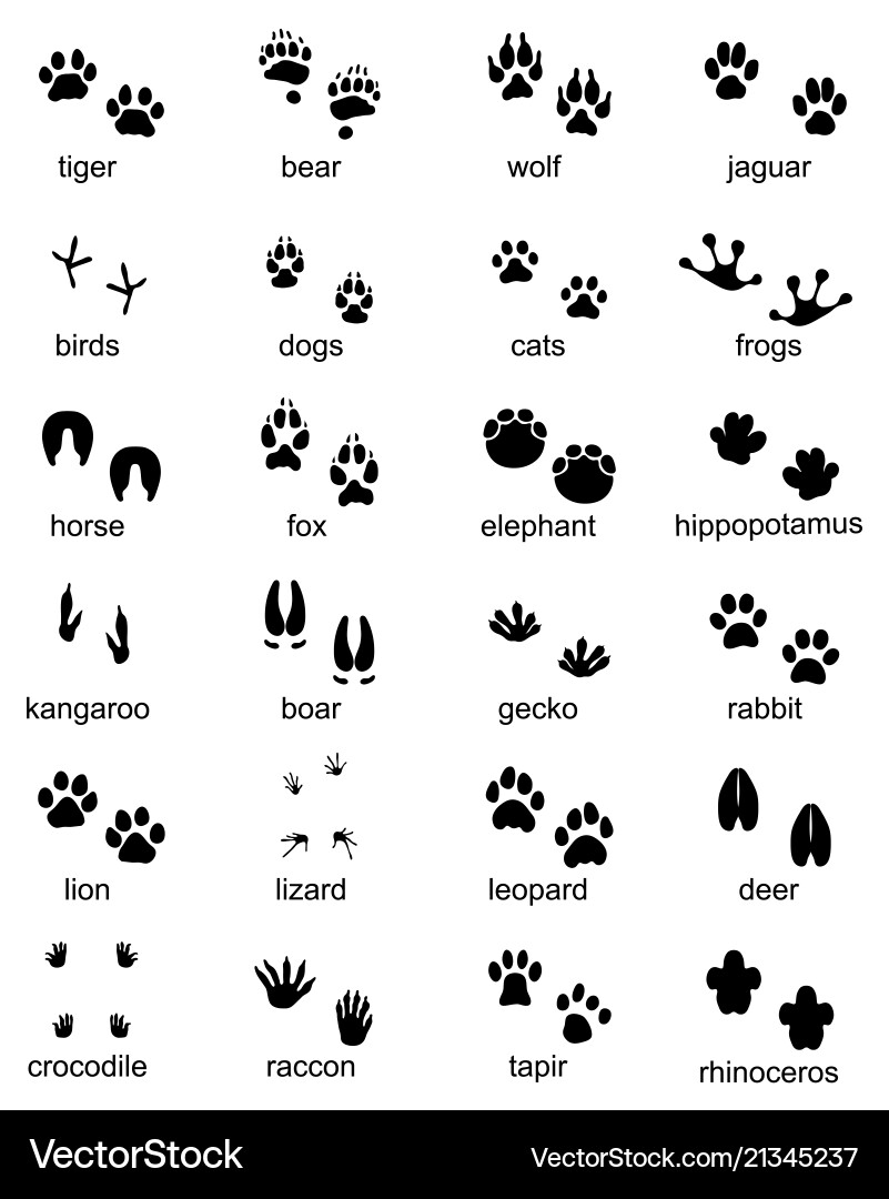 Set of footprints wild animals vector image