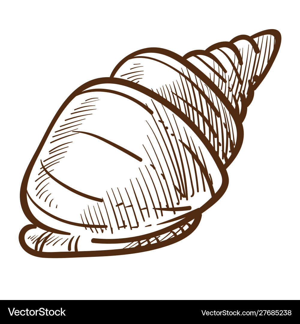 Conch or shell isolated sketch spiral shellfish Vector Image
