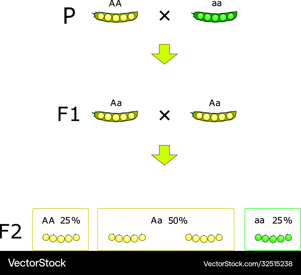 Mendelian Inheritance Diagram Vector Image
