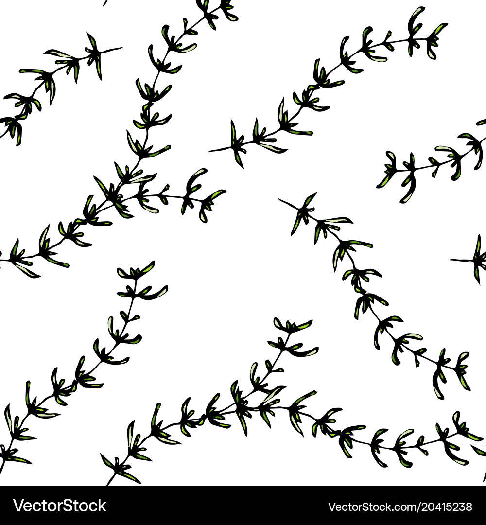 Seamless endless pattern of thyme branch vector image