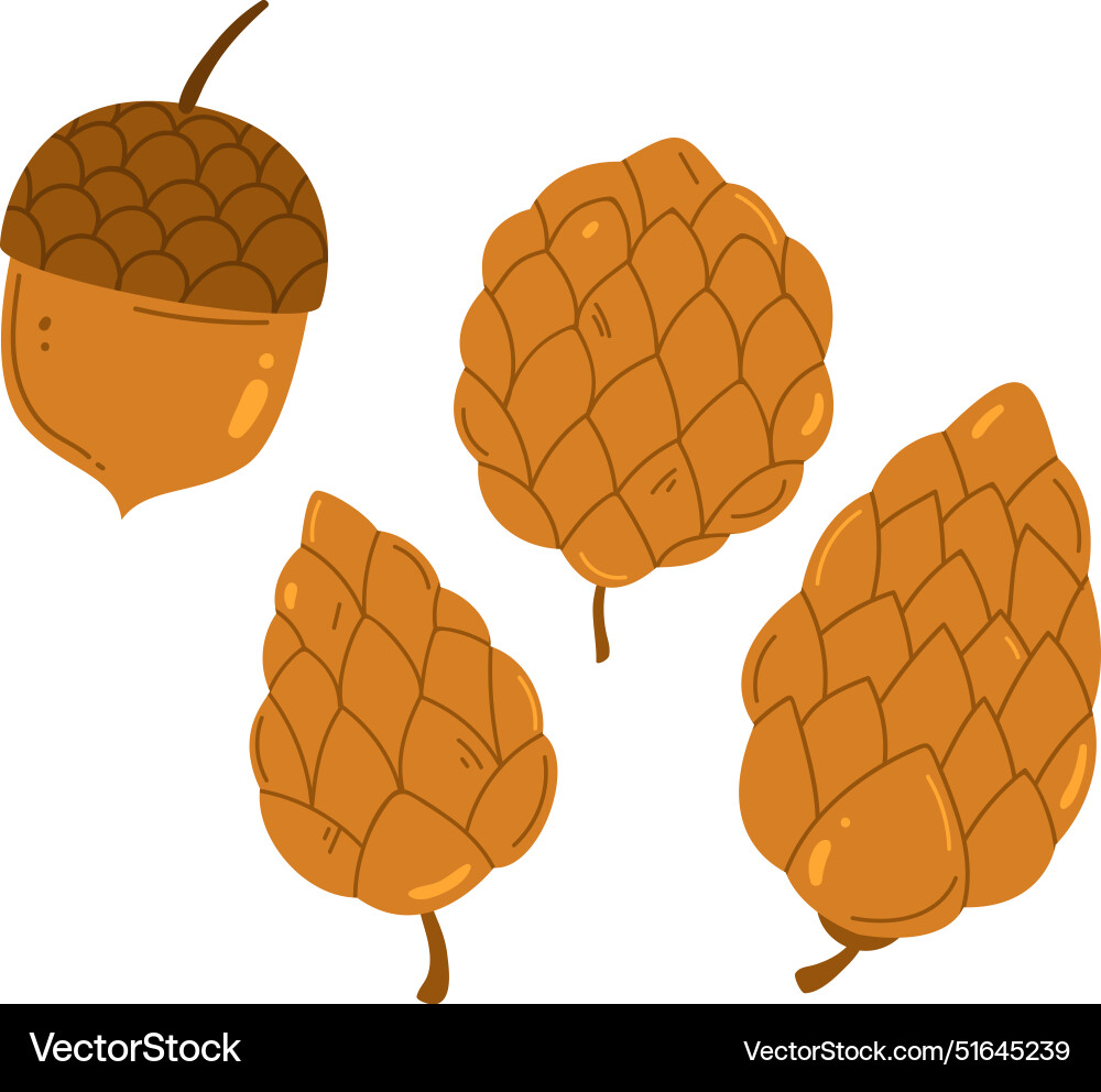 Displaying acorn three pine cones Displaying acorn three pine cones vector image