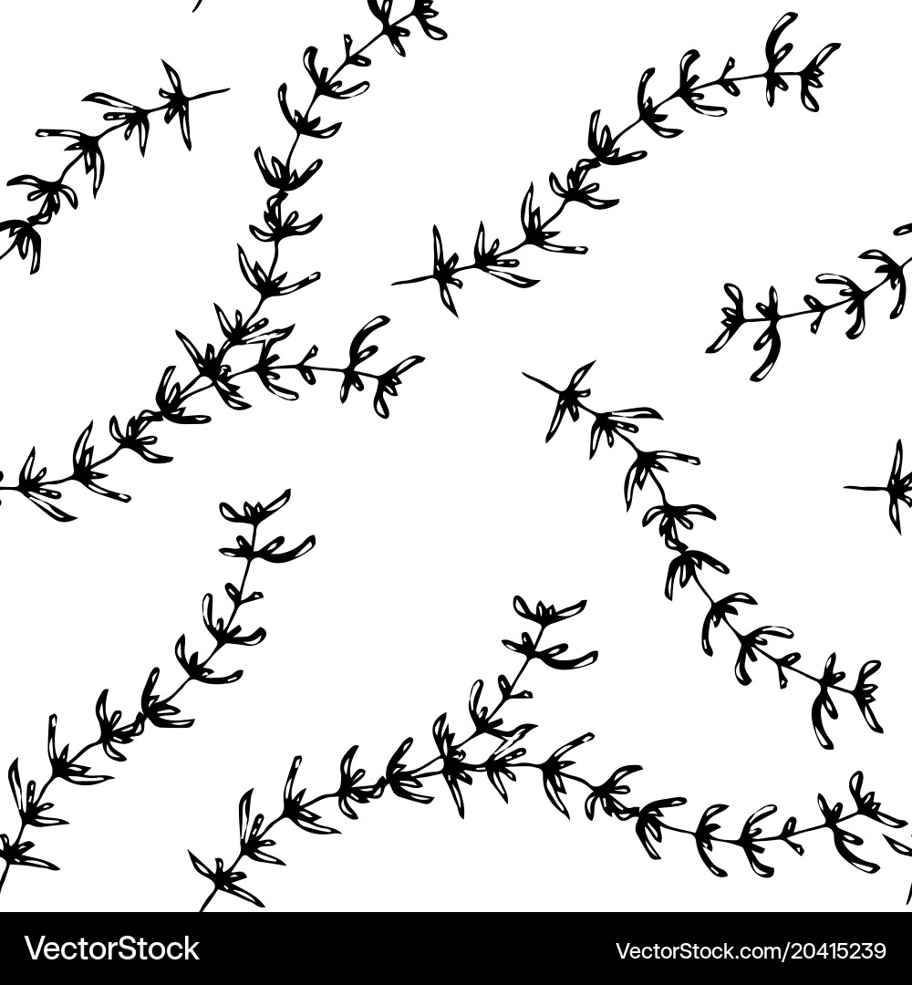 Seamless endless pattern of thyme branch vector image