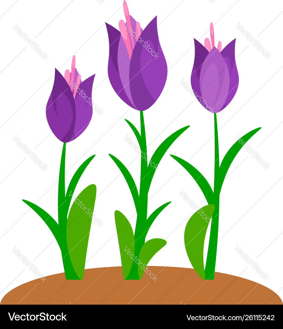 Summer and spring blossom forest garden violet Summer and spring blossom forest garden violet vector image