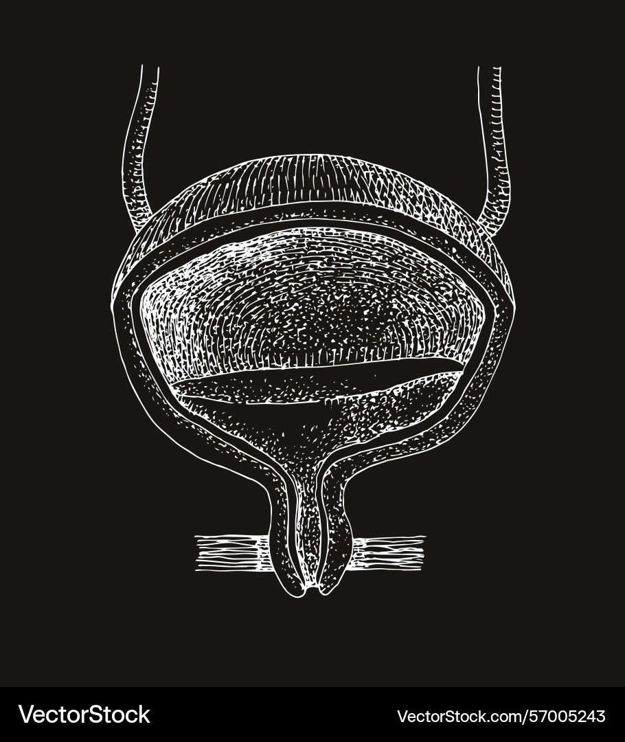 Human bladder anatomy hand drawn Vector Image